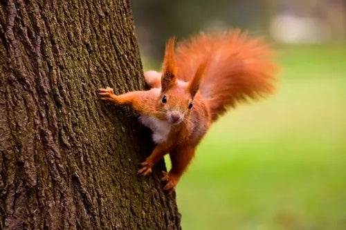 What to Feed Squirrels Year-Round: A Backyard Host's Guide