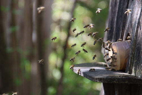 Why are Bees Important? Understanding Their Importance to Our Ecosystem and Beyond