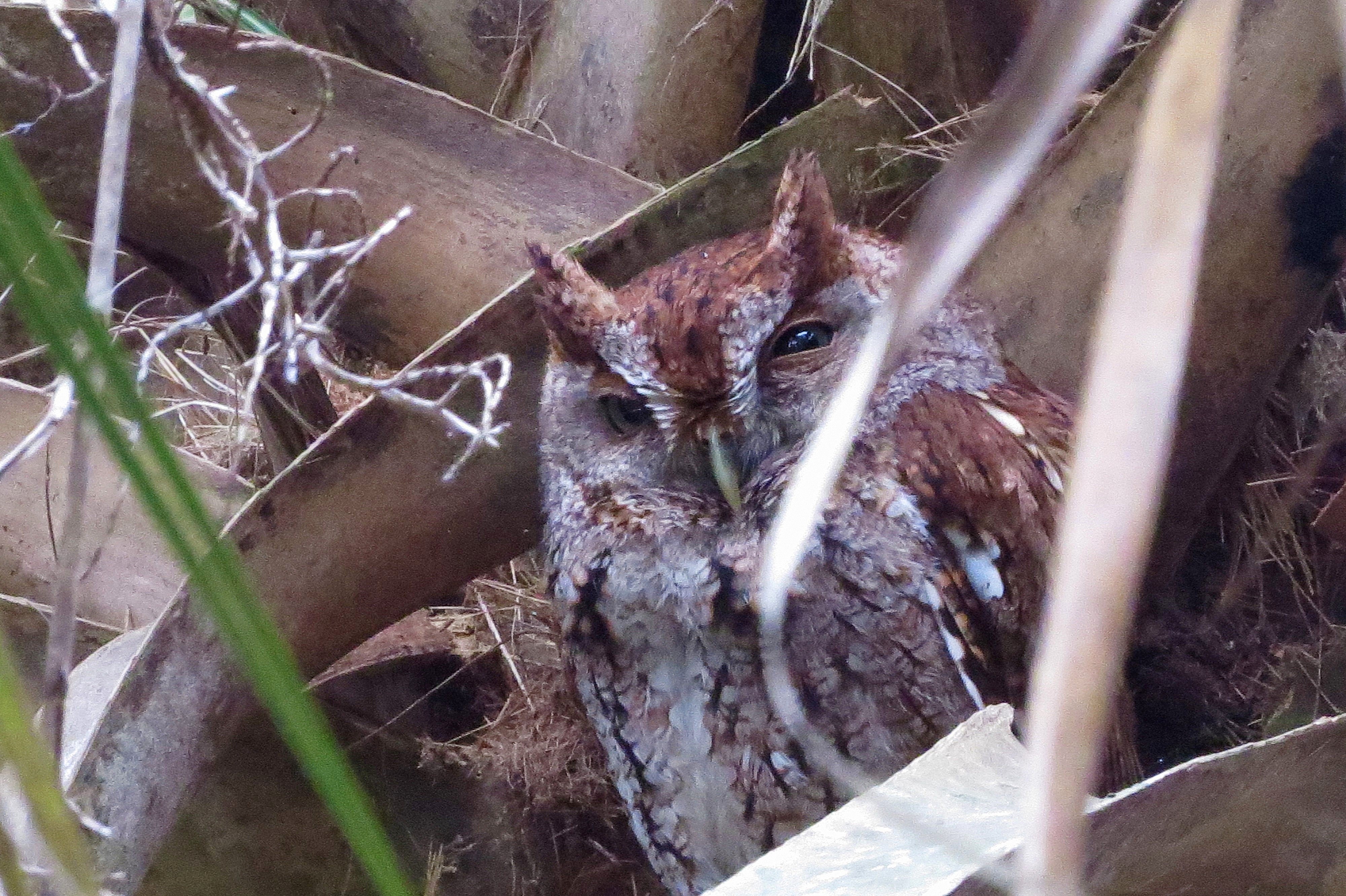 eastern screech owl hiding