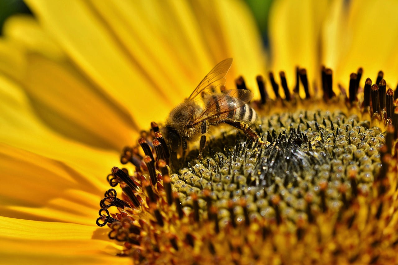 How to Maintain Your Bee House Through the Seasons