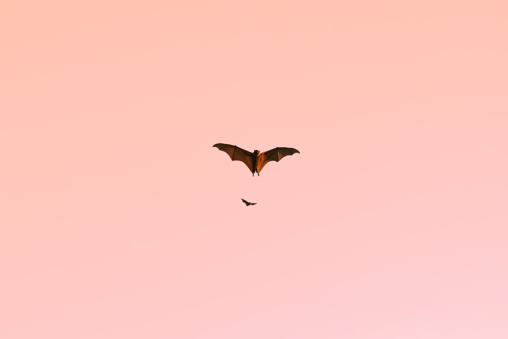 14 facts about bats