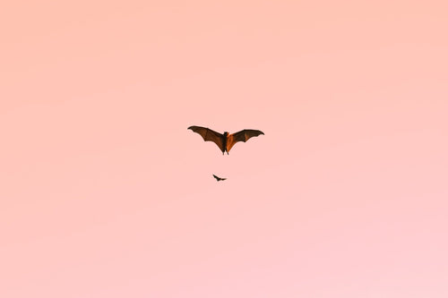 Are Bats Blind? How Bat Vision and Echolocation Work