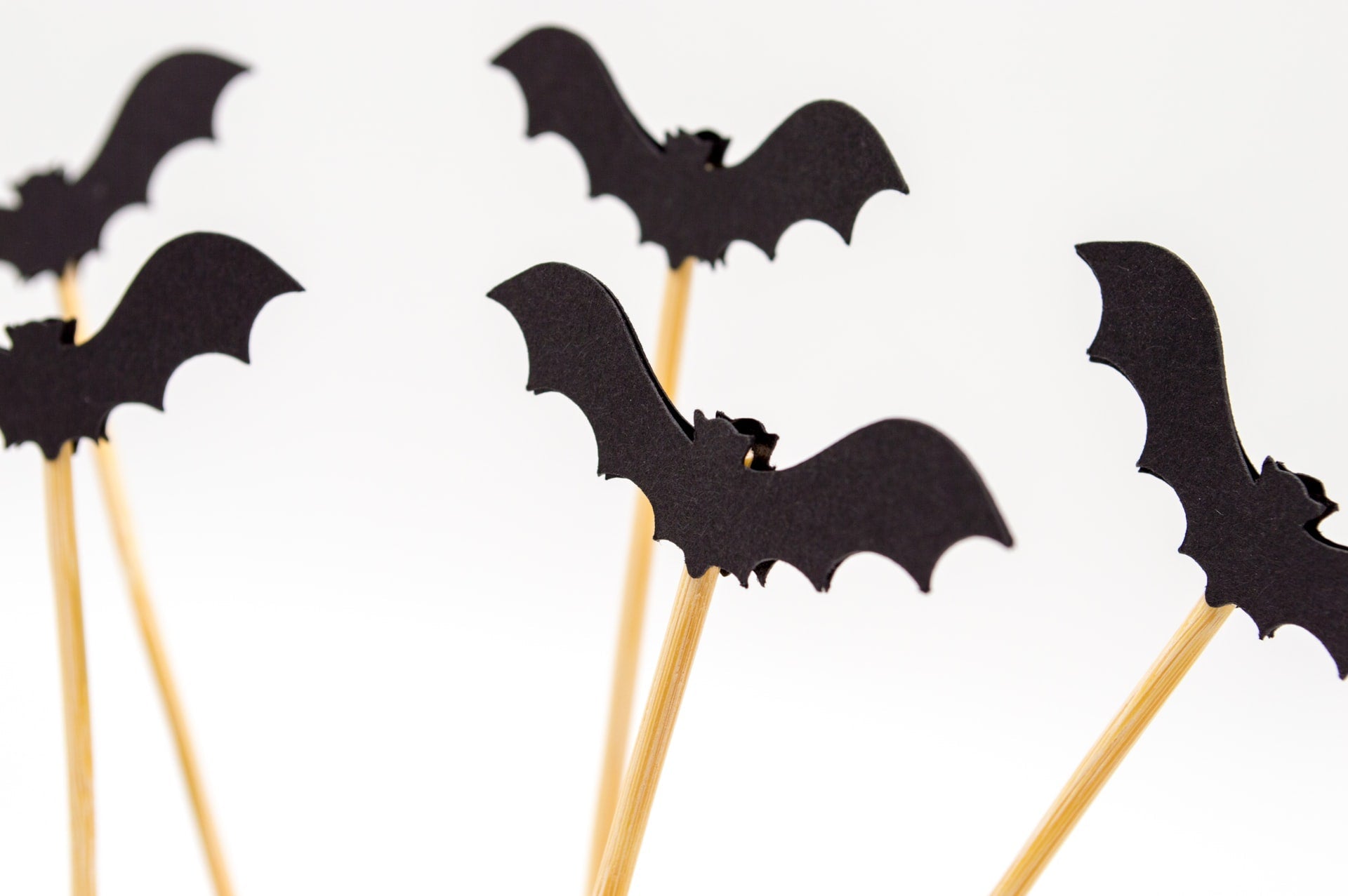 11 Interesting Things to Know About Bat Houses