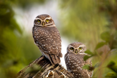 How Long Do Owls Live? Lifespan in the Wild and What Shortens It