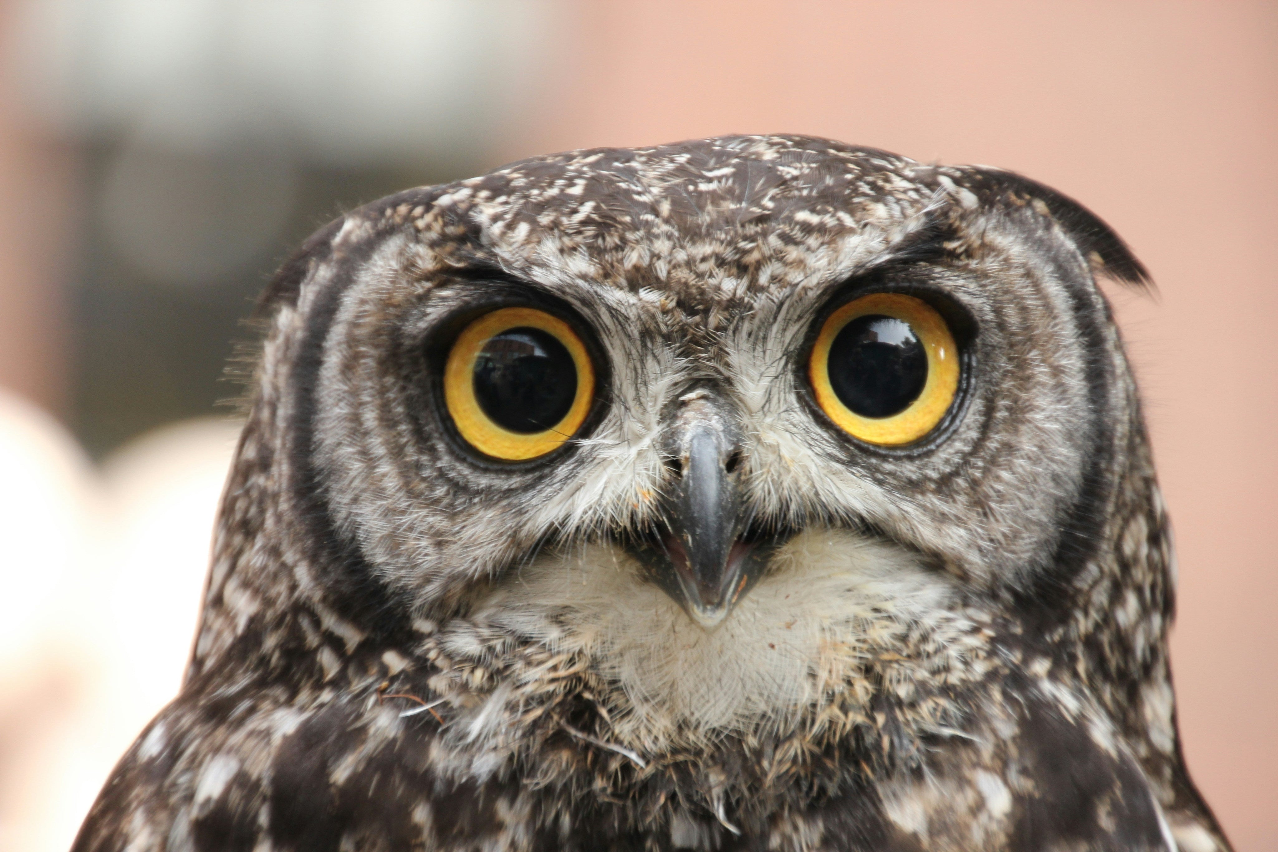 Are Owls Dangerous? Cats, Small Dogs and the Realistic Risk