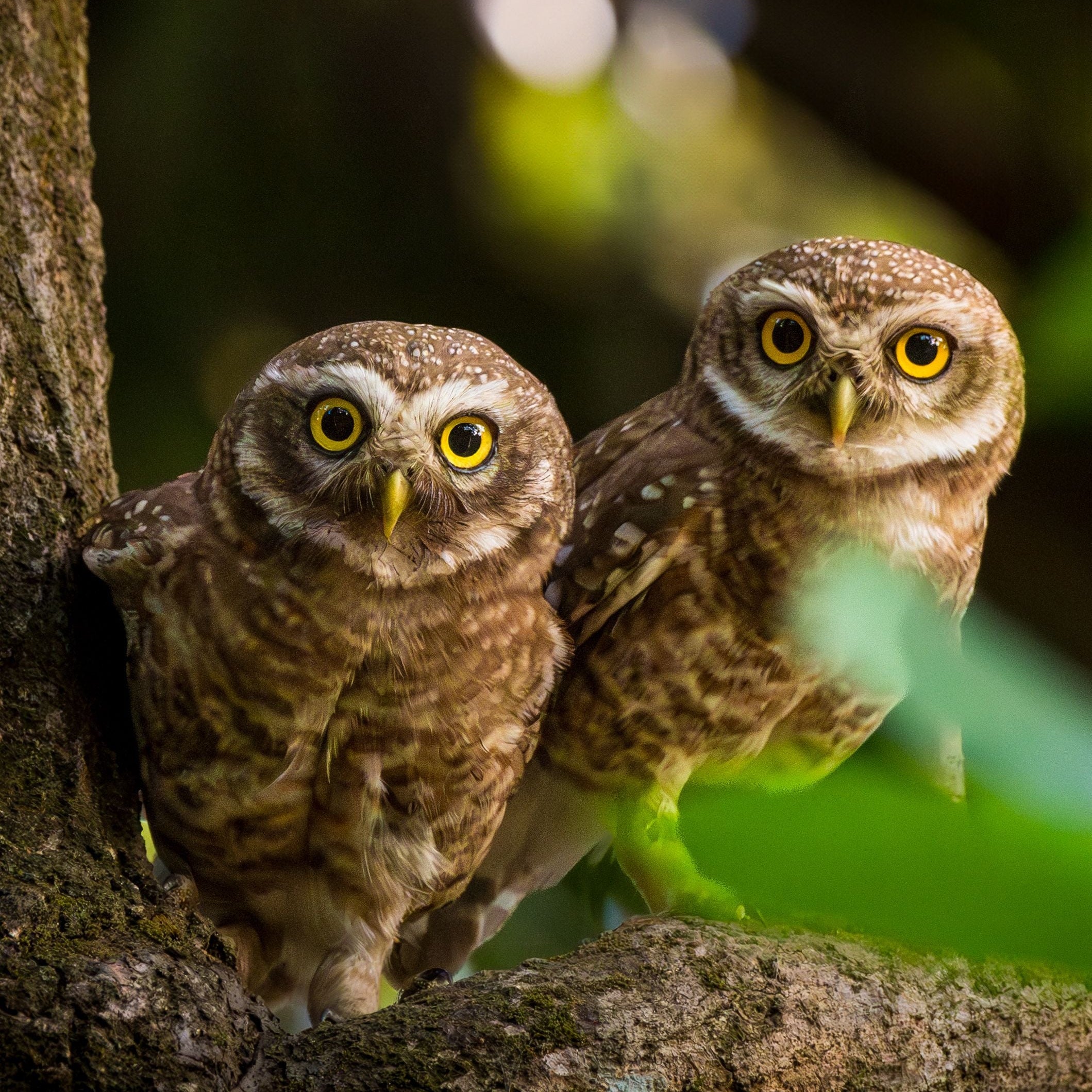 What Do Owls Eat? A Diet Guide by Species
