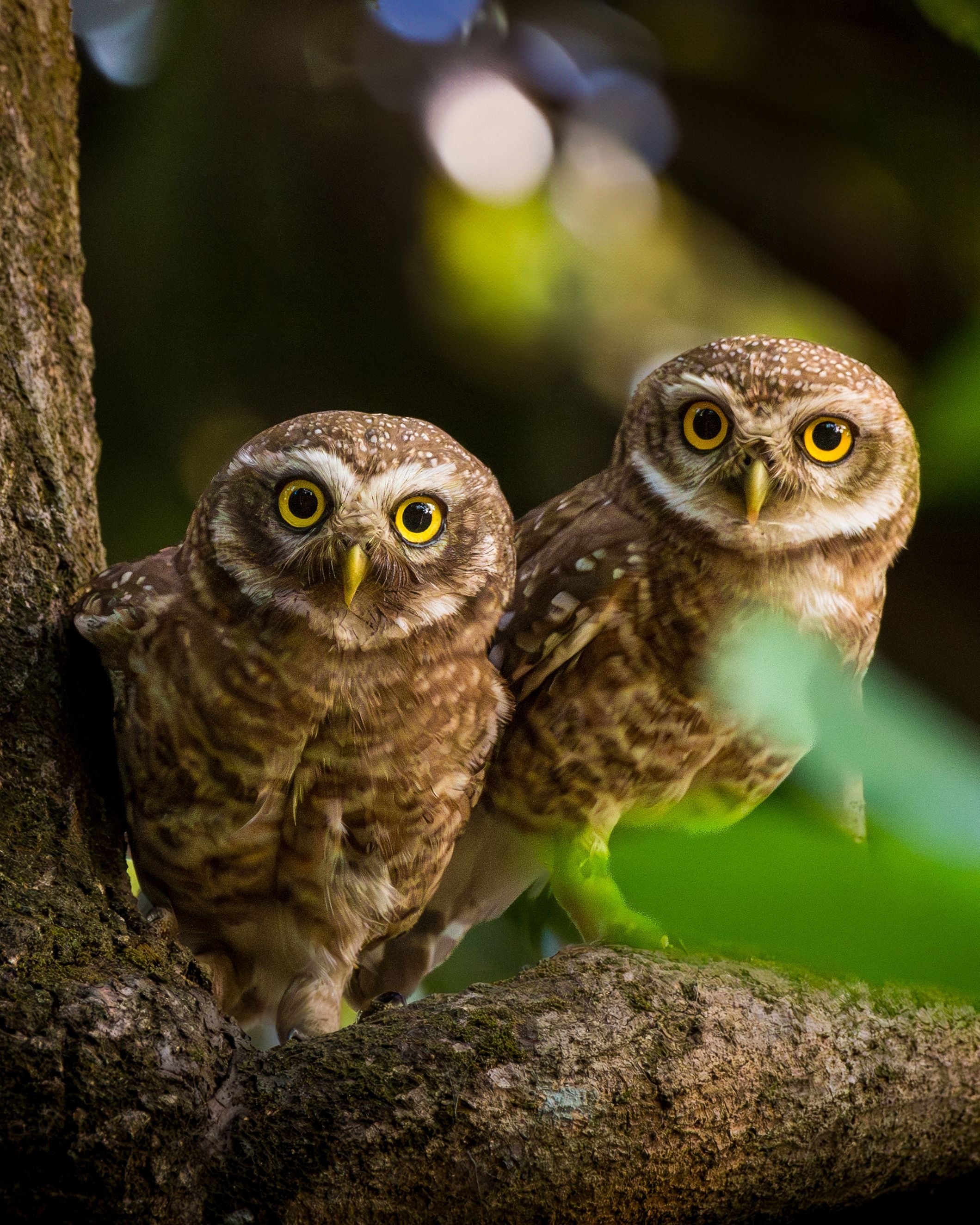 What Do Owls Eat? A Diet Guide by Species