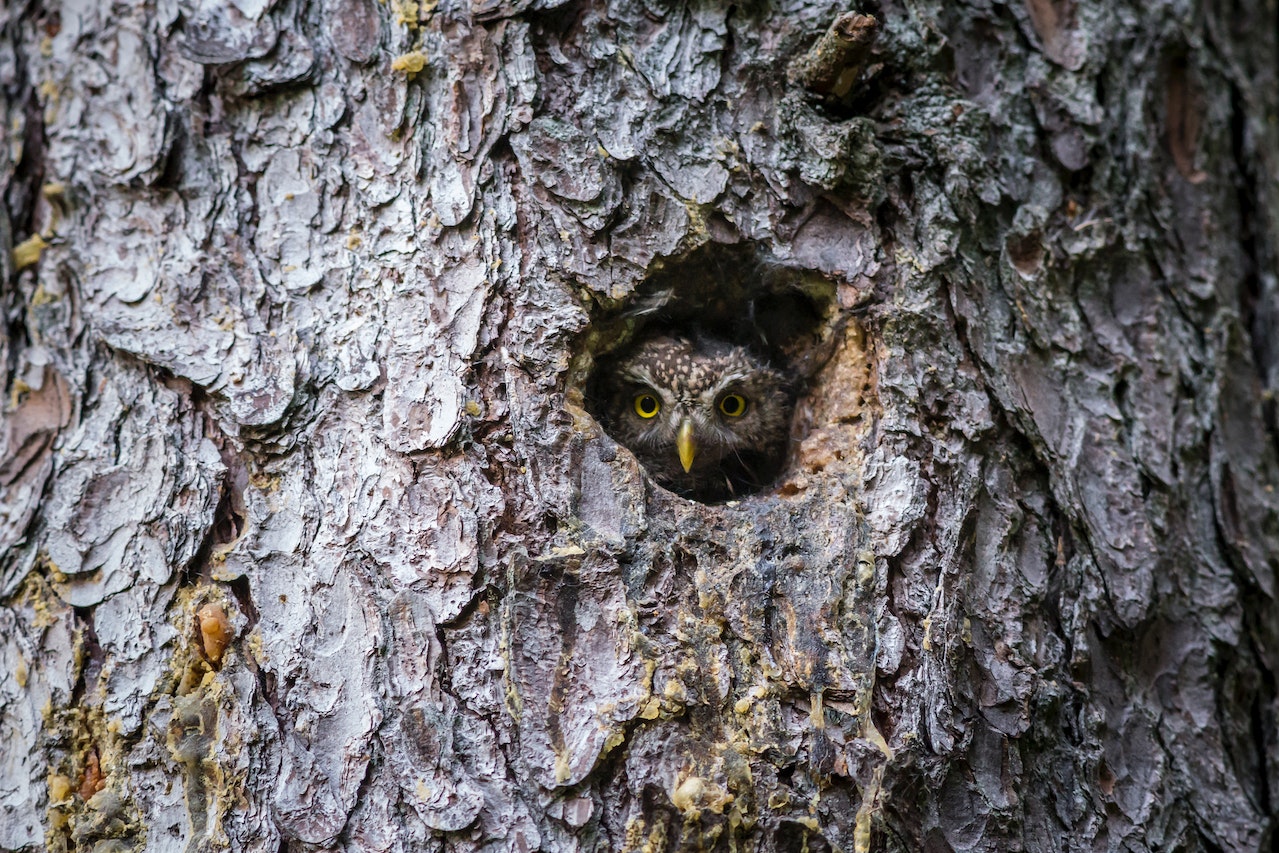 Owl Nesting Boxes: Providing Safe Havens for Nighttime Raptors Photo by Erik Karits