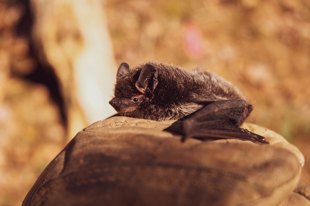 Found a Bat in the House in Winter? - Help them Survive!, Photo by HitchHike