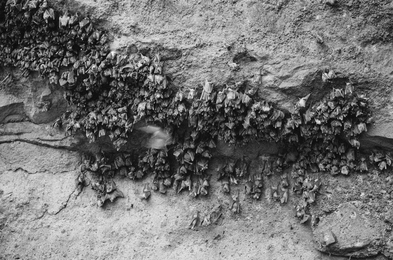 DO BATS EAT MOSQUITOES? EVERYTHING YOU NEED TO KNOW