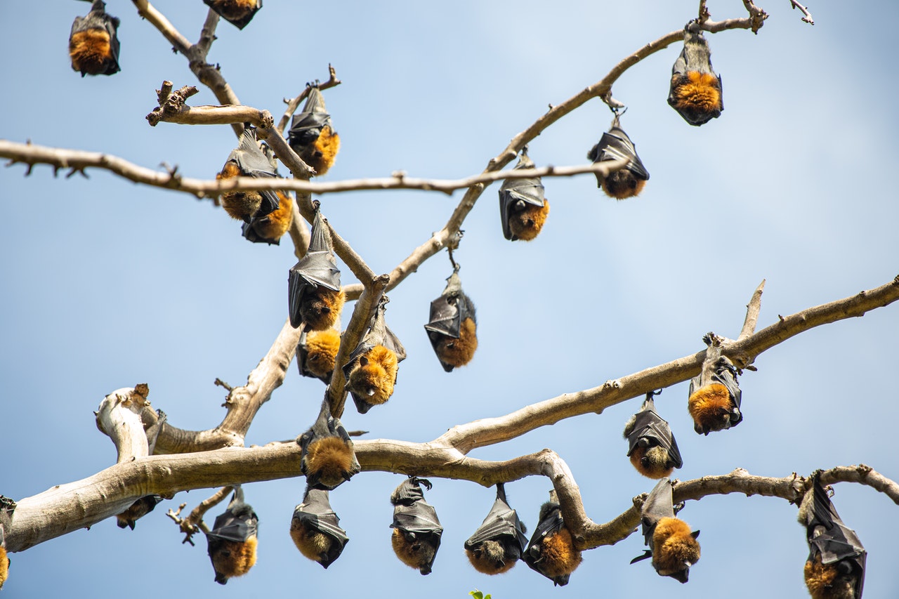 How to Get Bats in a Bat House