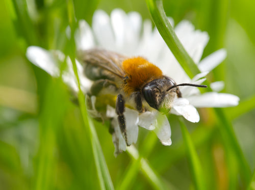 Do Solitary Bees Sting? What to Expect When You Host Them