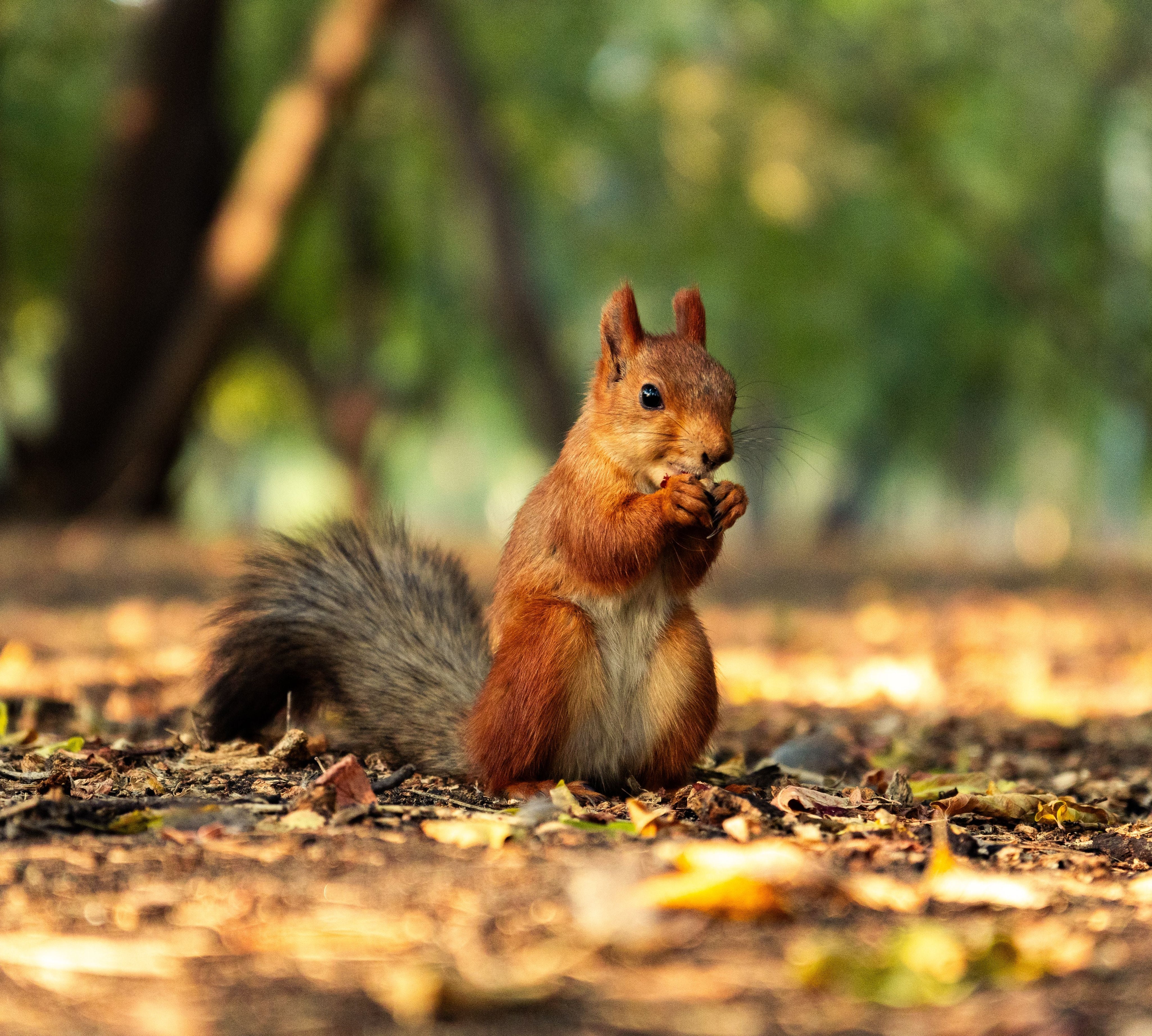 How Long Do Squirrels Live? Lifespan in the Wild vs the Backyard