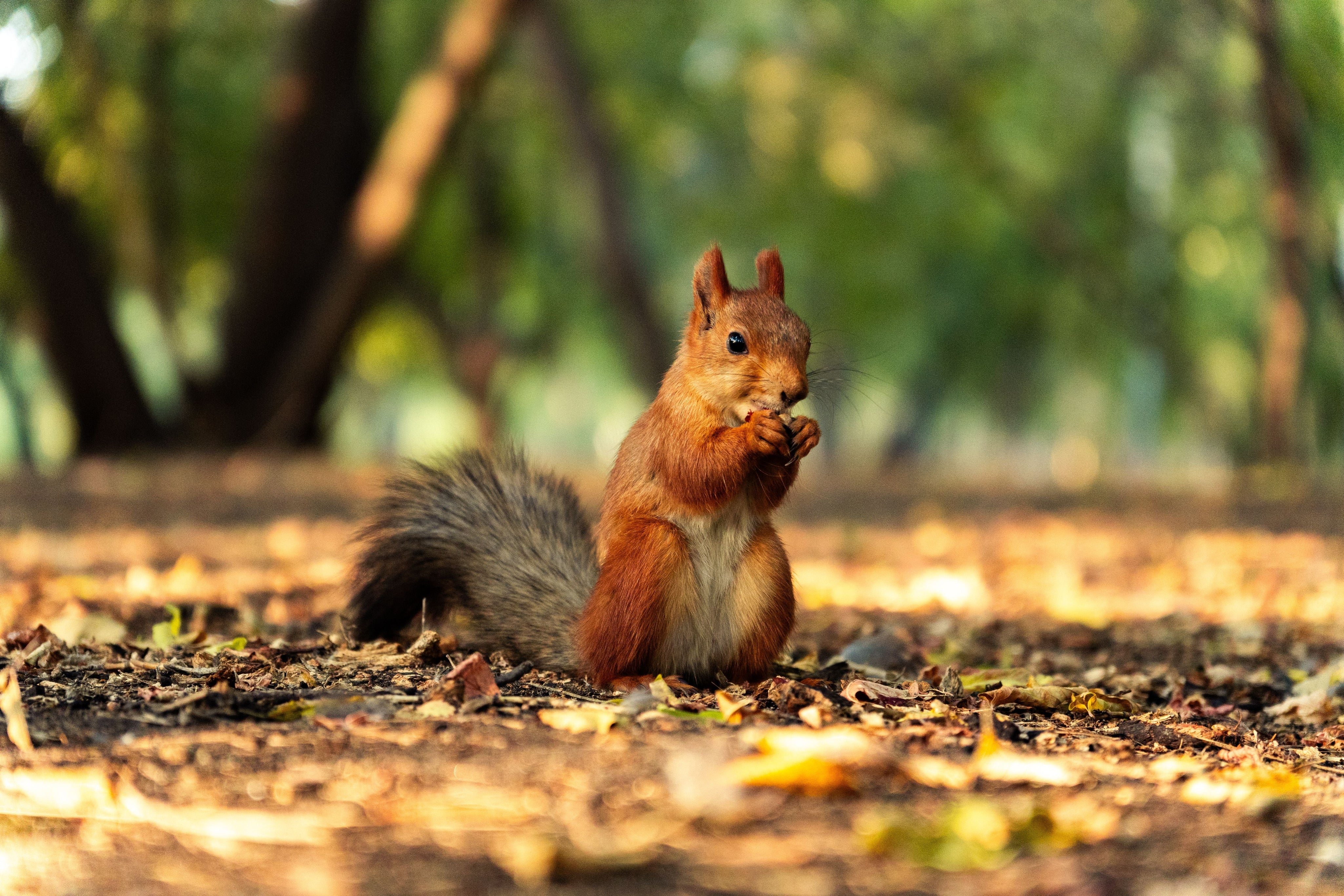 How Long Do Squirrels Live? Lifespan in the Wild vs the Backyard