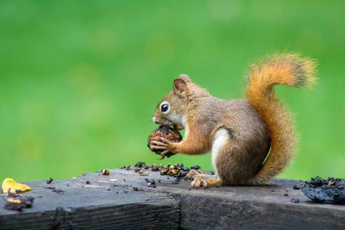 Are Squirrels Nocturnal? When They're Actually Active