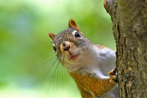 Do Owls Eat Squirrels? What Owls Hunt, and What Hunts Them
