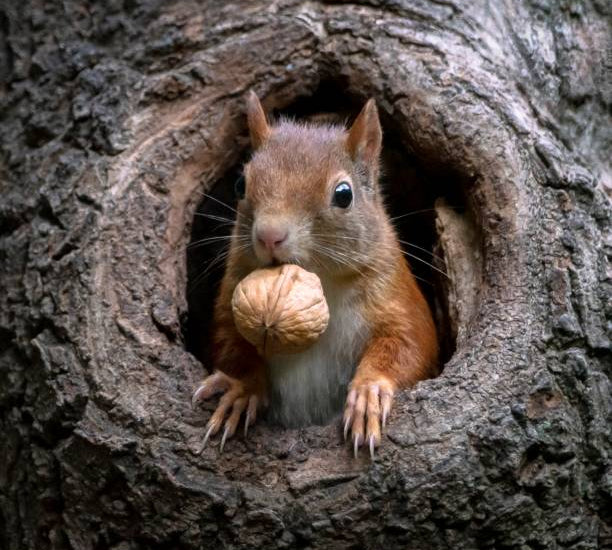 Squirrel House vs. Squirrel Feeder: Which One Does Your Backyard Actually Need?