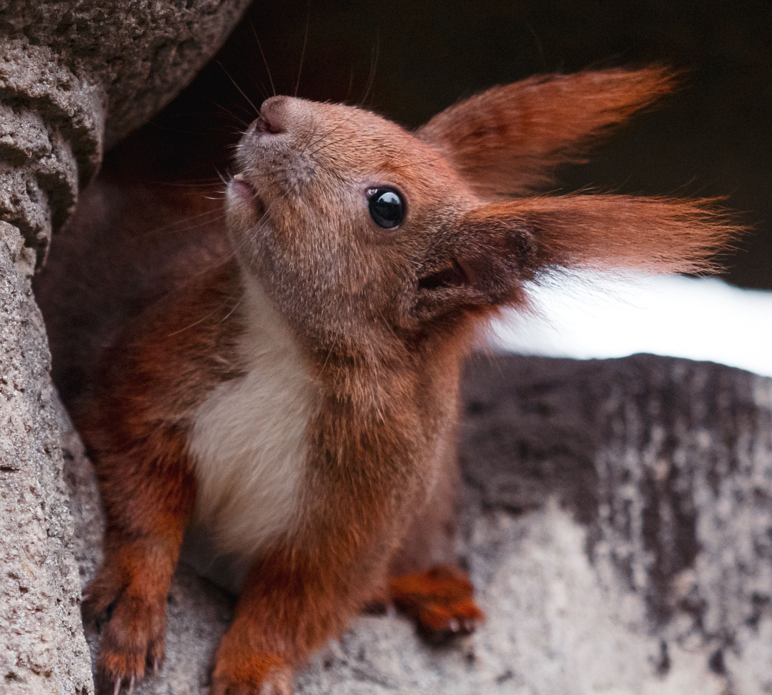 Do Squirrels Hibernate? What They Actually Do in Winter