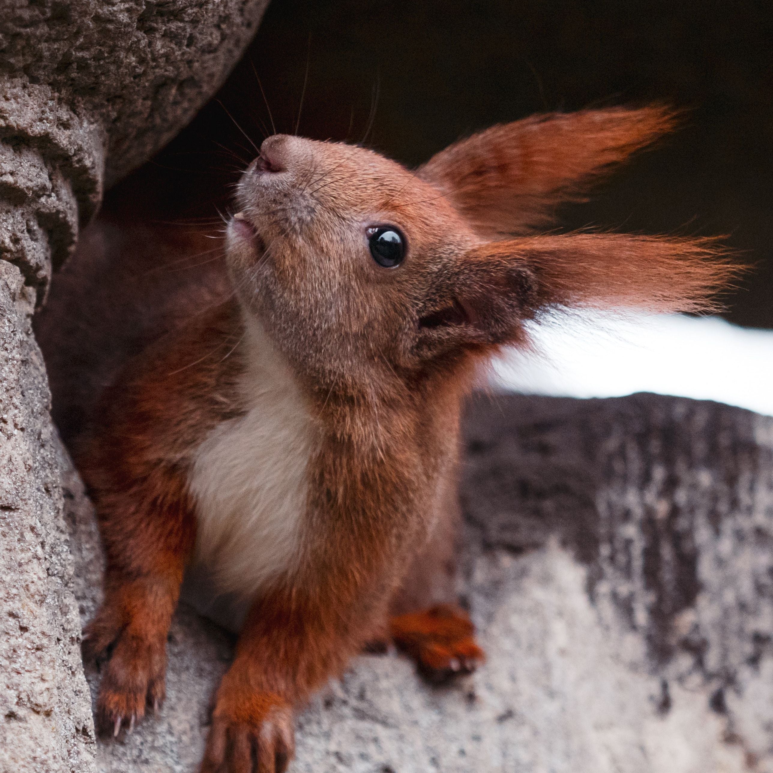 Do Squirrels Hibernate? What They Actually Do in Winter