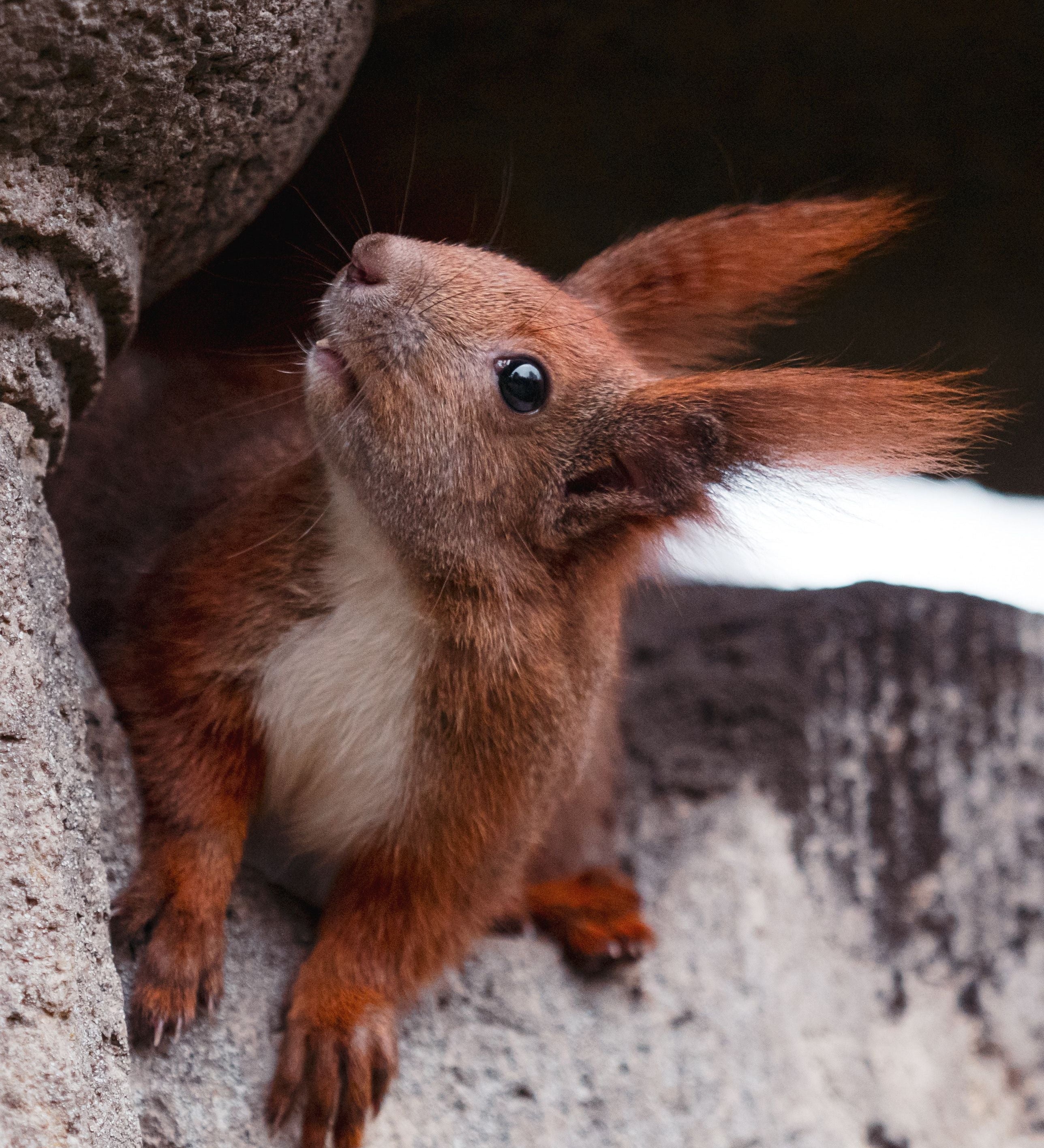 Do Squirrels Hibernate? What They Actually Do in Winter