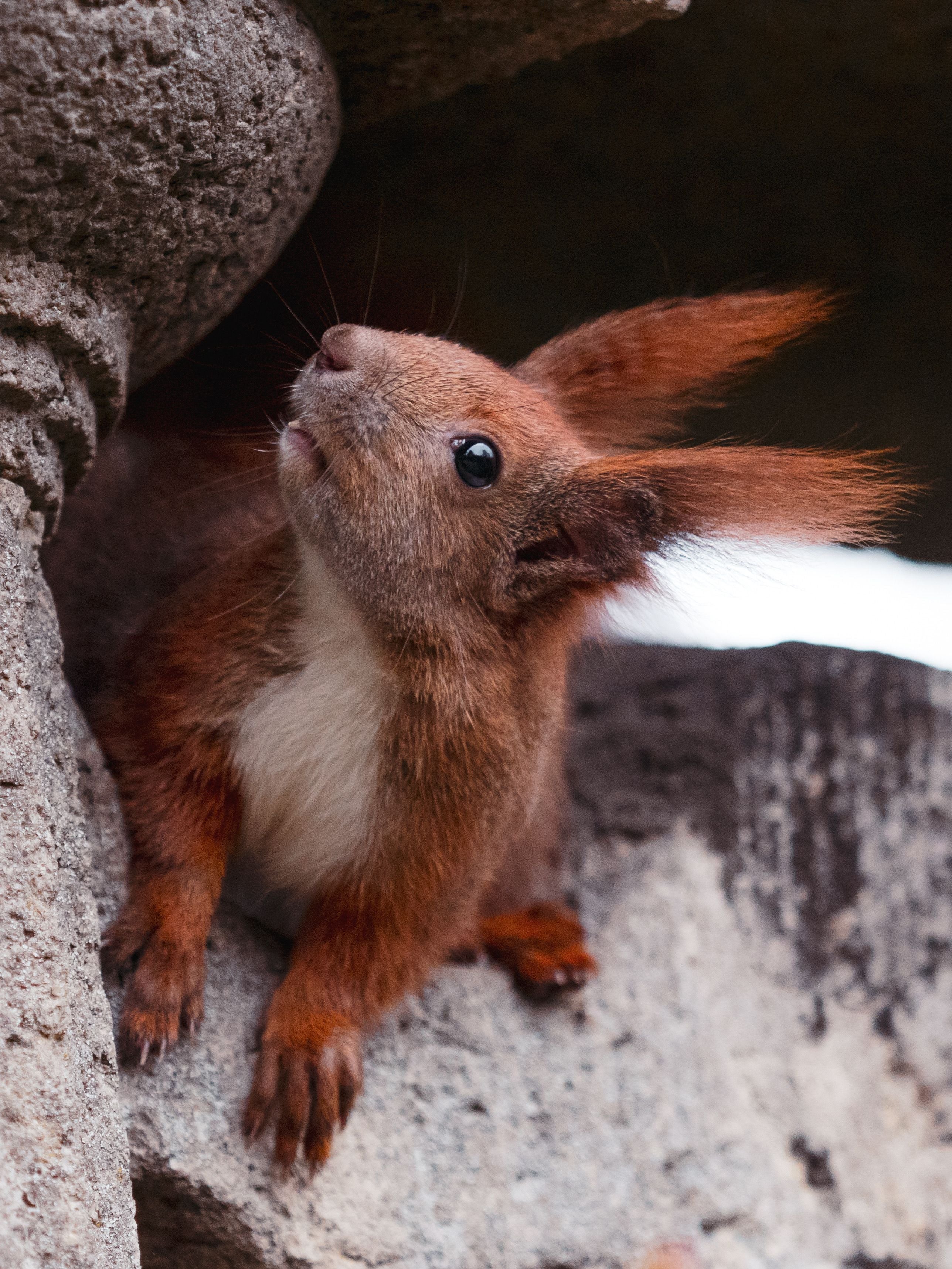 Do Squirrels Hibernate? What They Actually Do in Winter