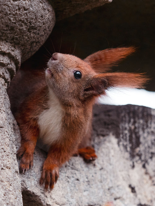 Do Squirrels Hibernate? What They Actually Do in Winter