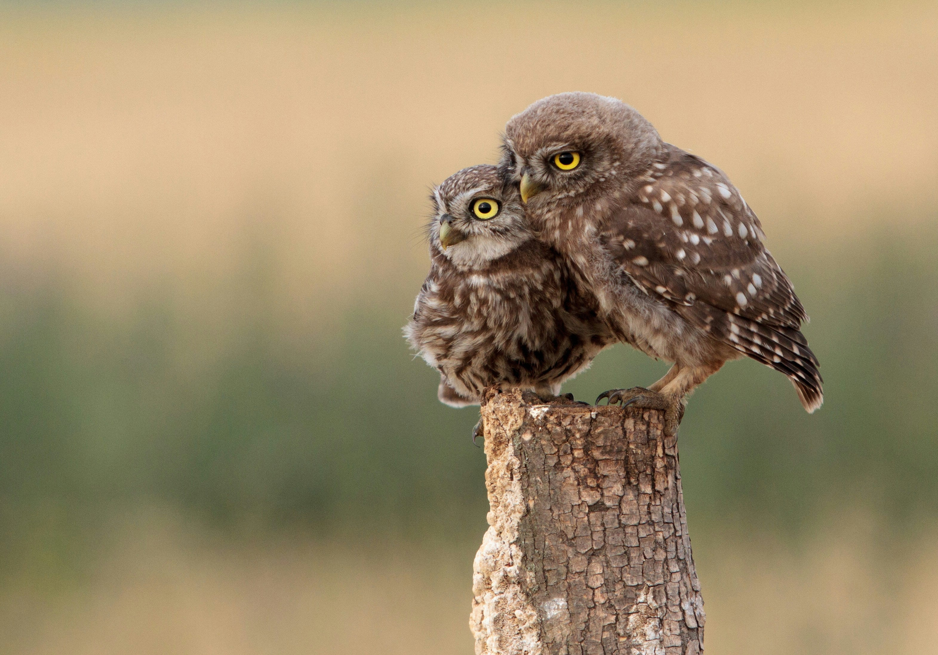 Why Do Owls Hoot at Night? What the Calls Actually Mean