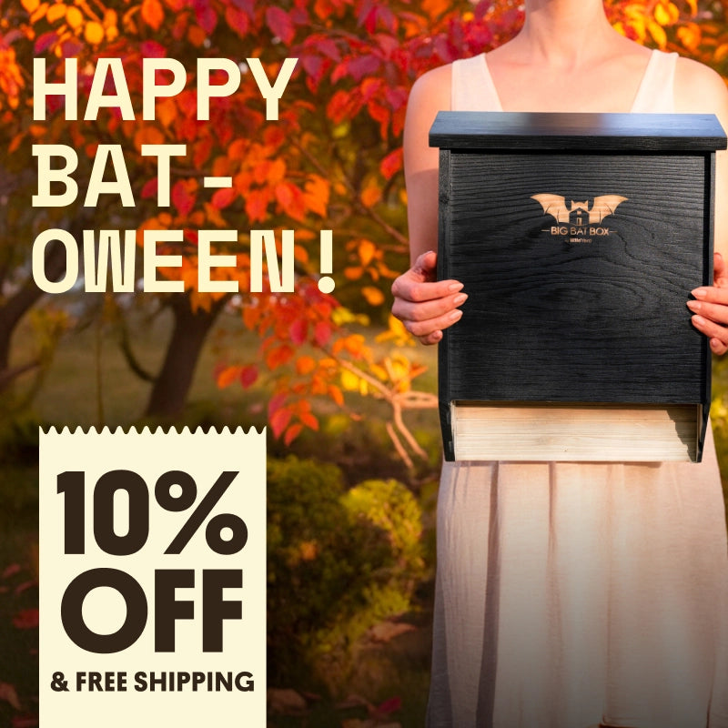 BBB_BATOWEEN_SHOPIFY_MOBILE_800X800_copy.webp