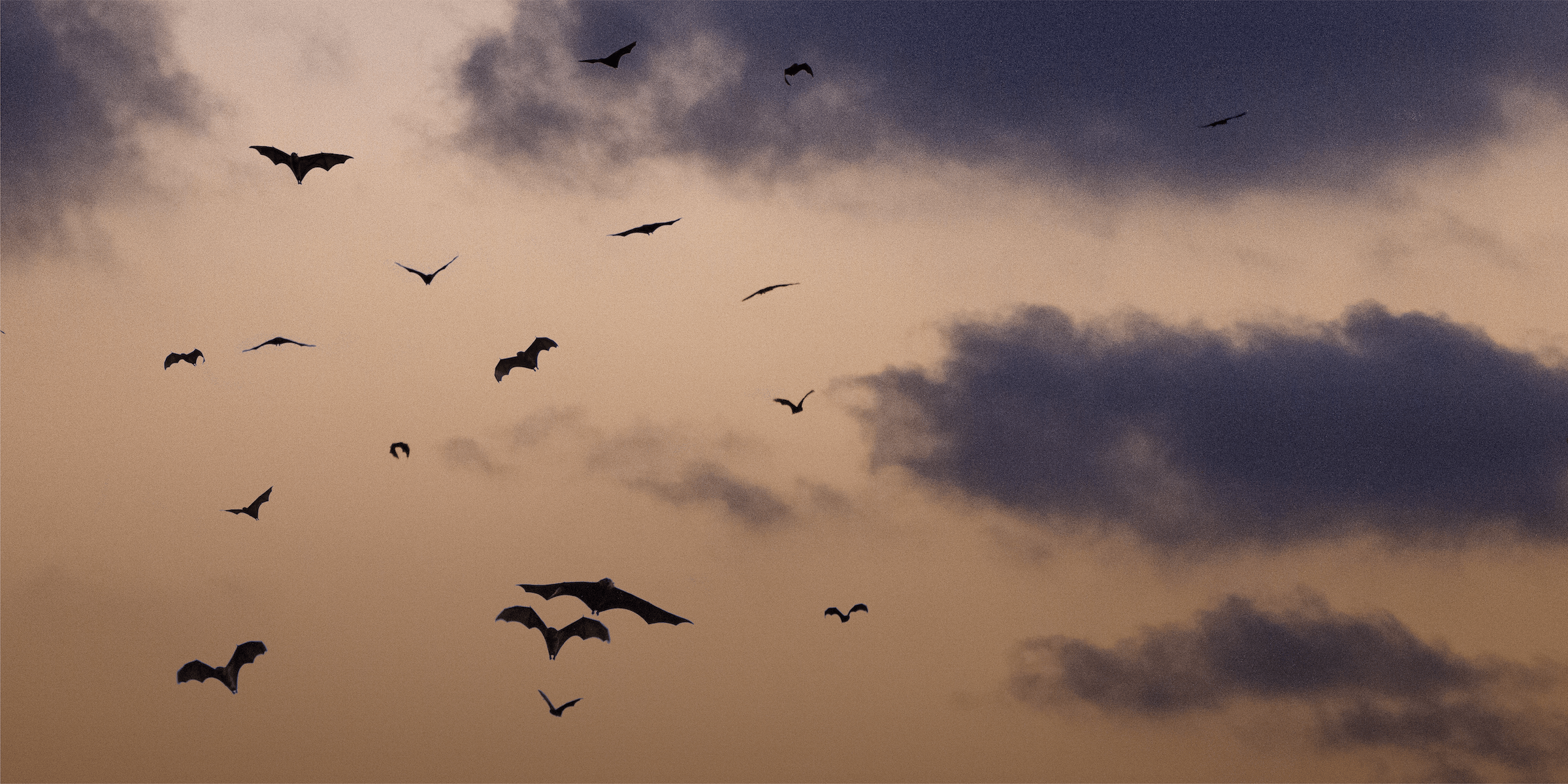 BBB_Site_Asset_About_Bats_2400_px-min.png