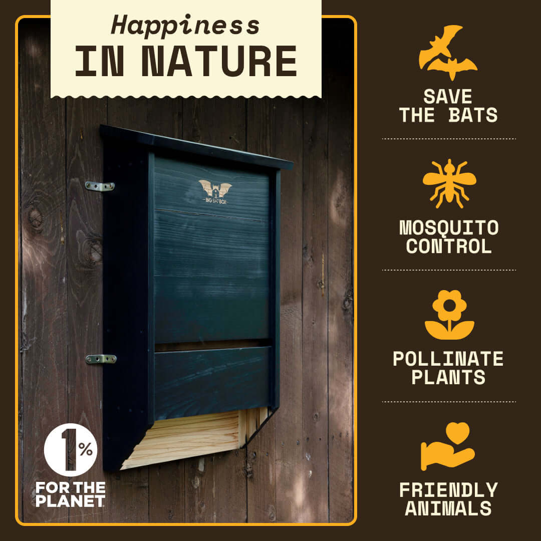 Premium black cedar three chamber bat house mounted on wood wall for bat conservation and mosquito control