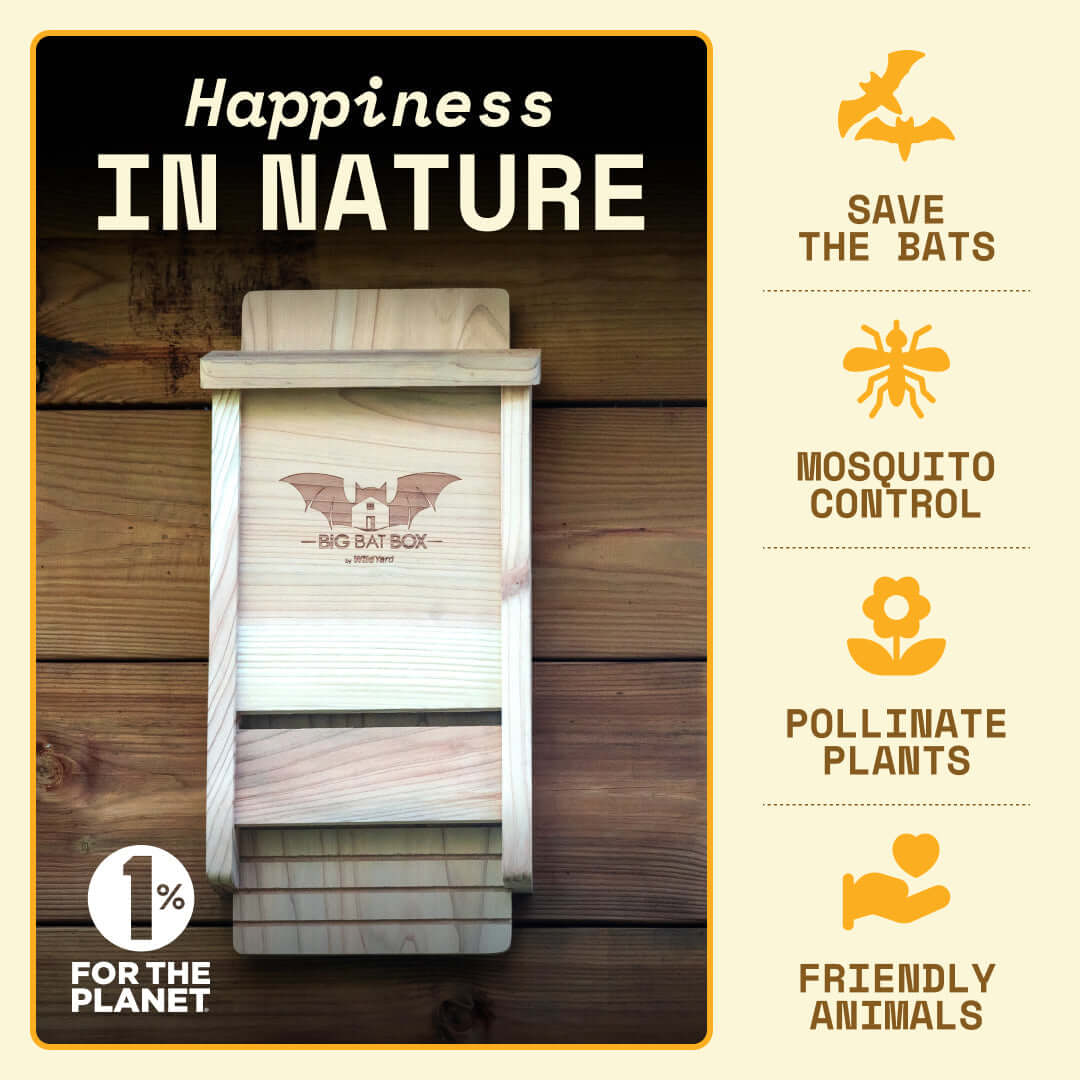 How the Bat House helps ecosystems and the natural environment