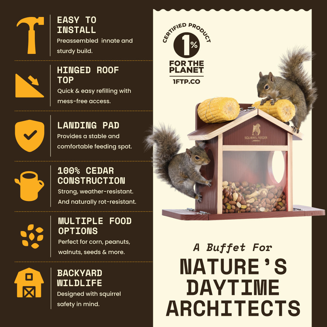 Squirrel Feeder