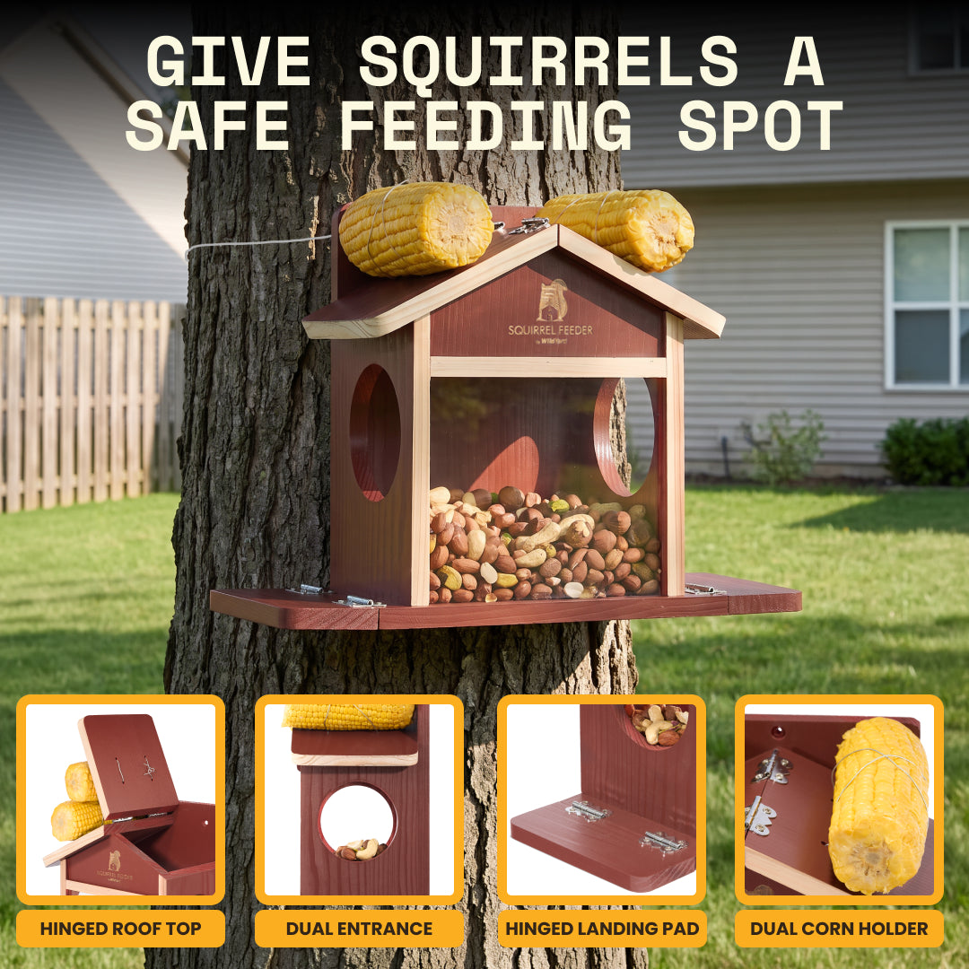 Squirrel Feeder