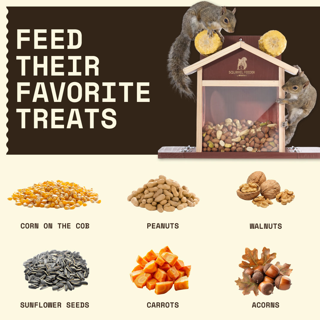 Squirrel Feeder