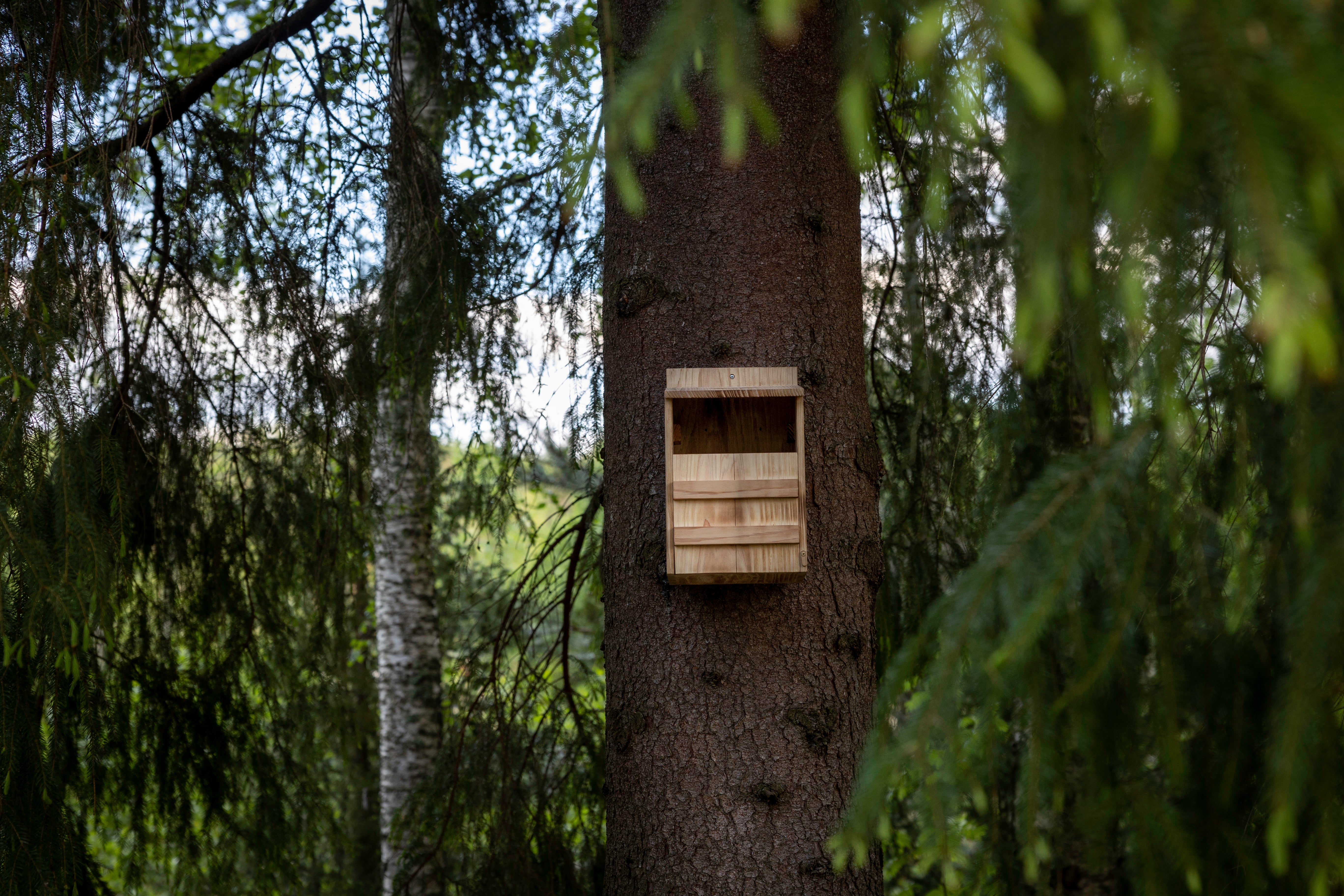 Owlbox cedar