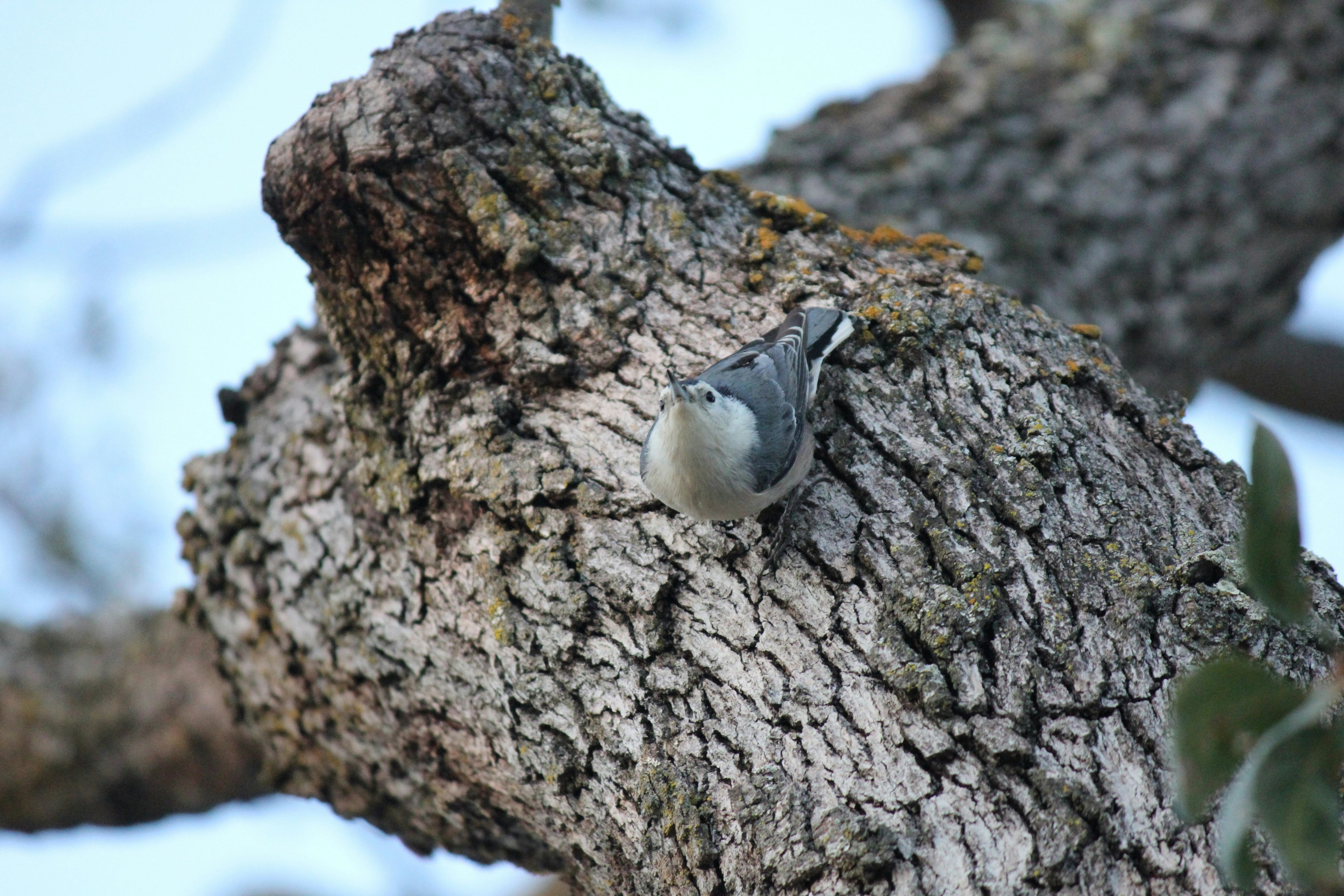 bird2.jpg