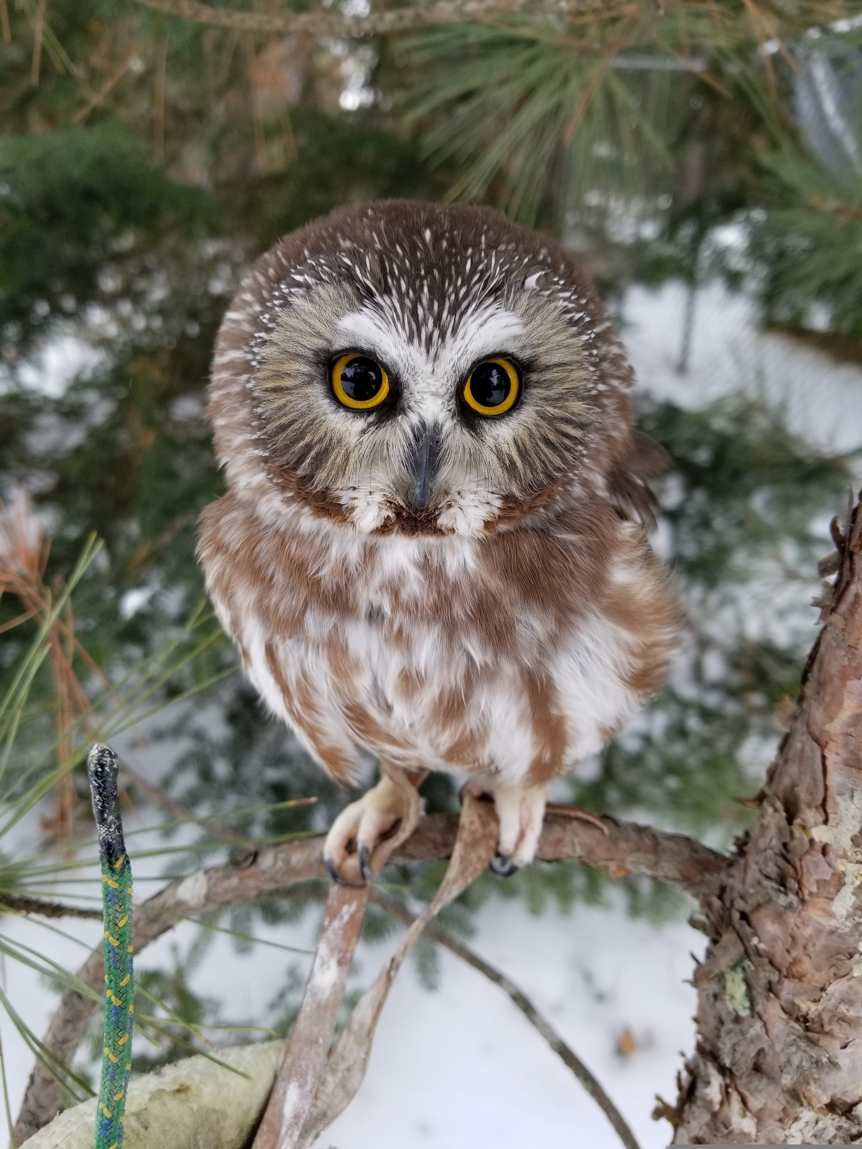 northern-saw-whet-3970019_1.jpg