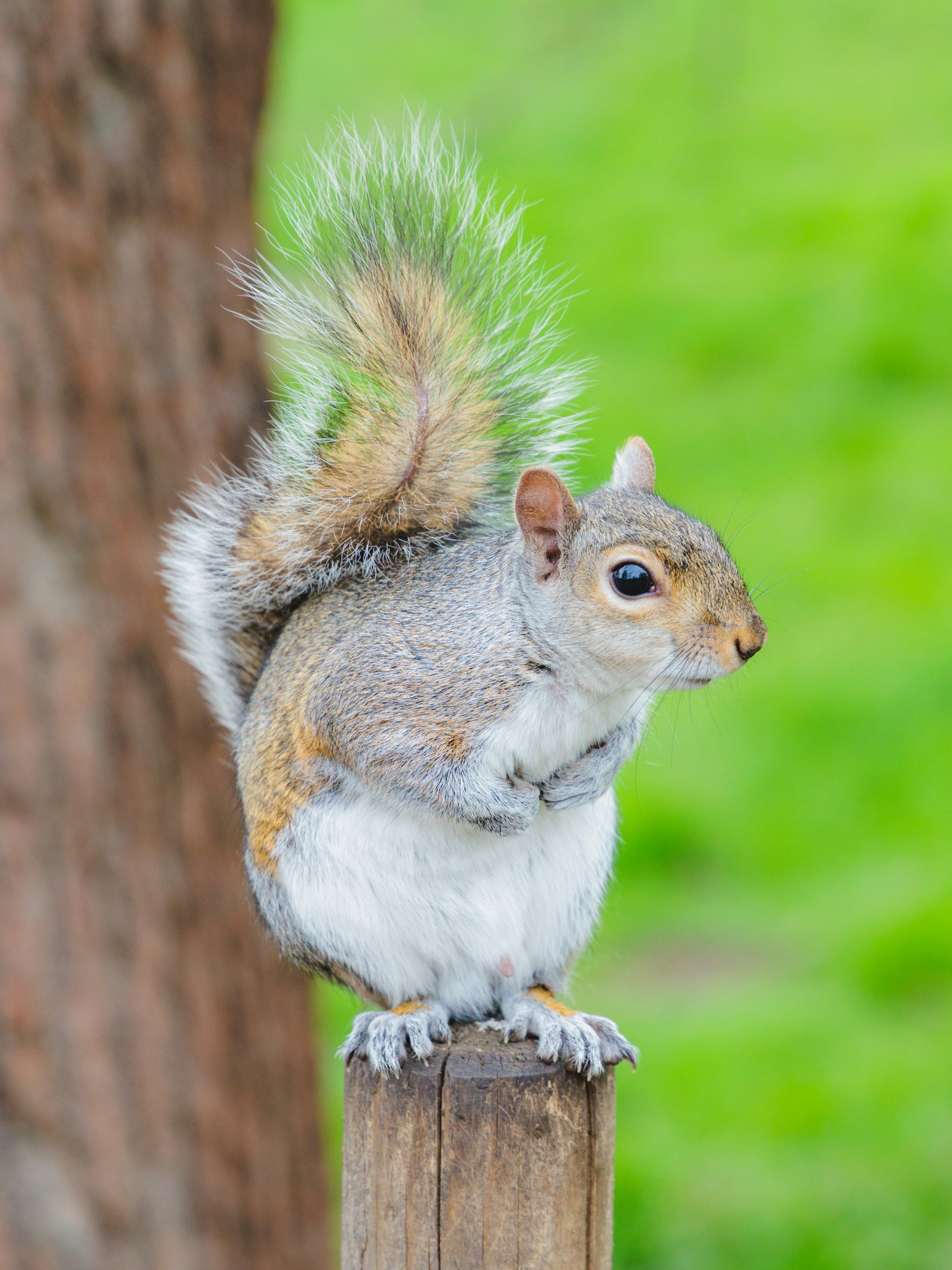 squirrel4.jpg